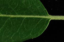 Salix myricoides. Upper leaf surface showing hairs persisting on midvein.
 Image: D. Glenny © Landcare Research 2020 CC BY 4.0